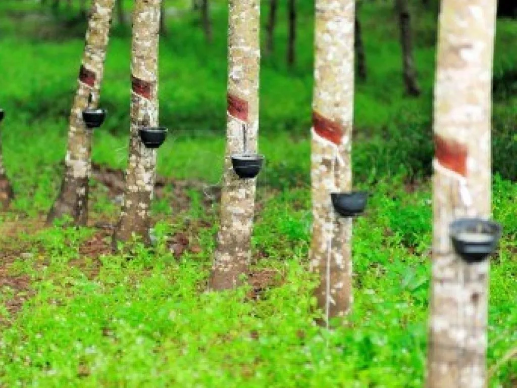 Rubberwood trees