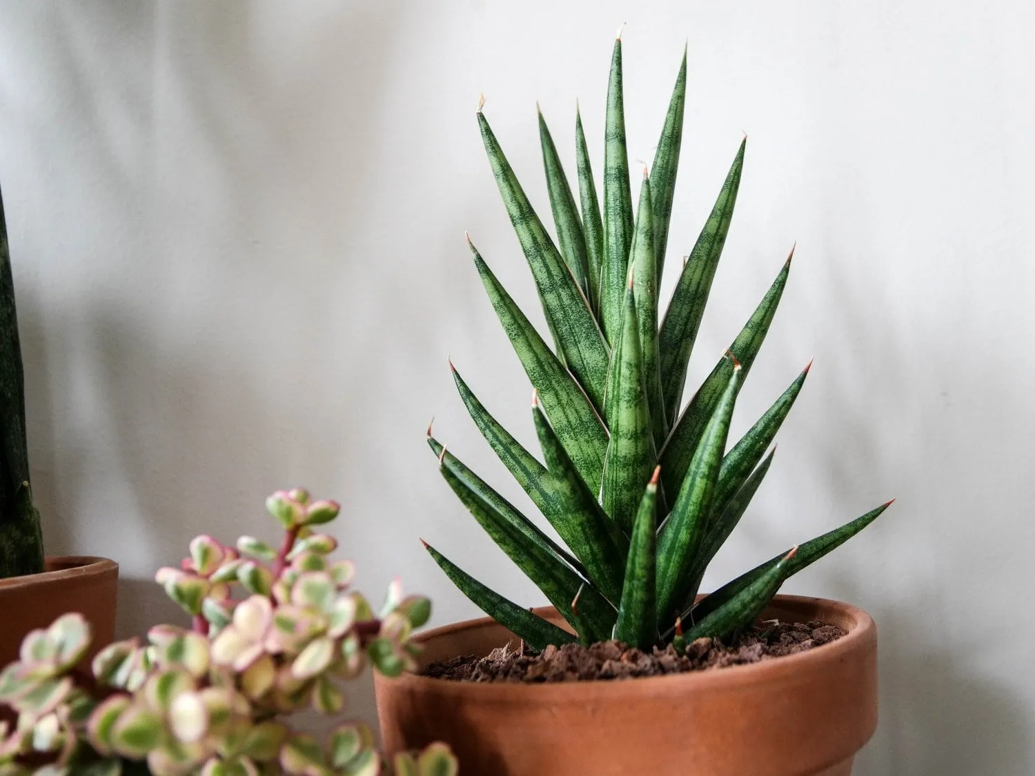 Aloe Vera planter