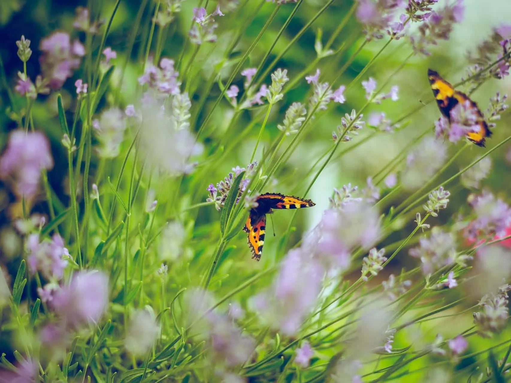 Butterflies in the garden