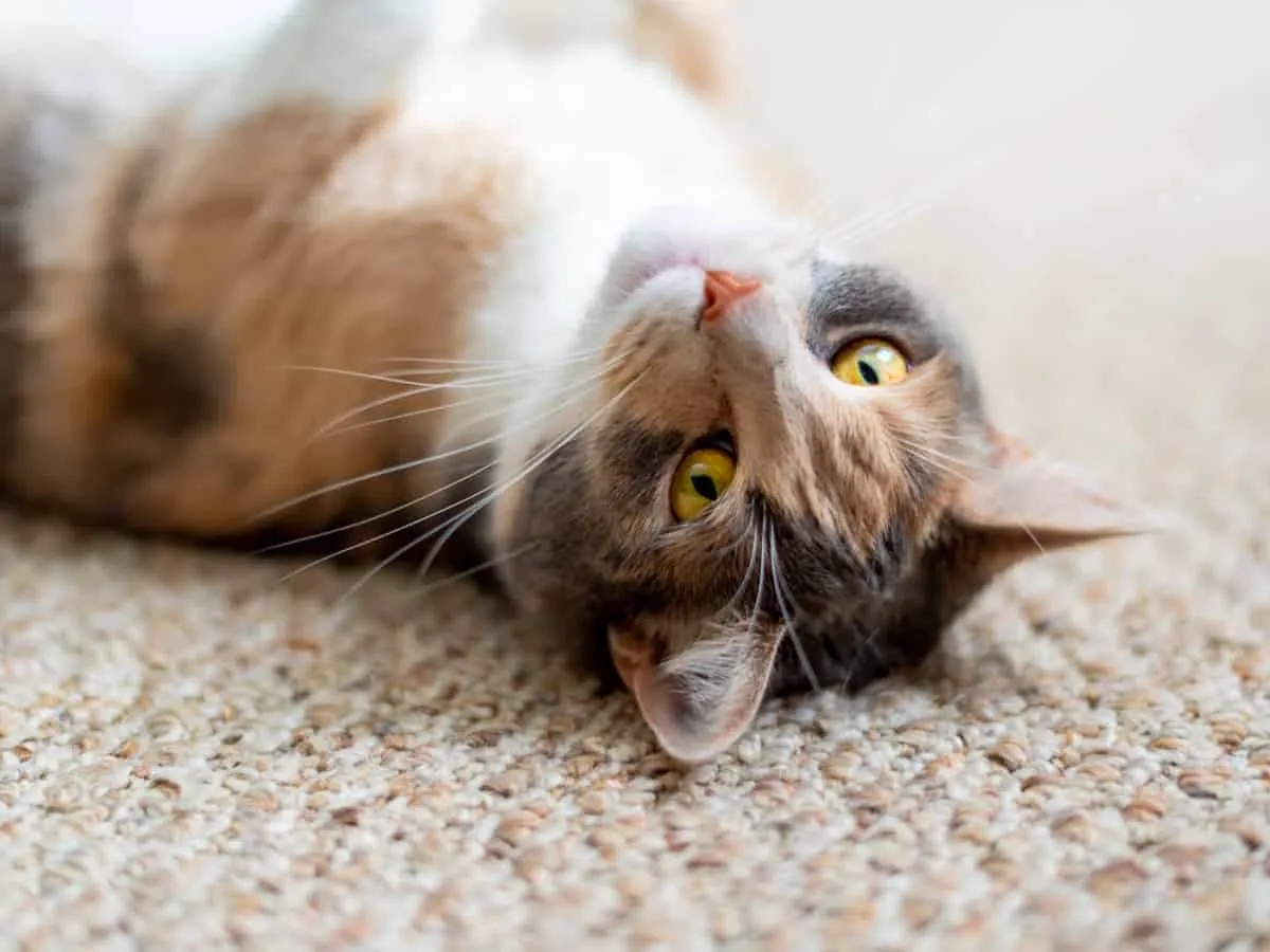Cat laid on a carpet