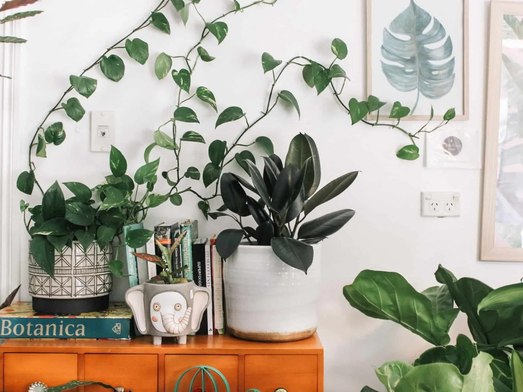 leafy pot plants