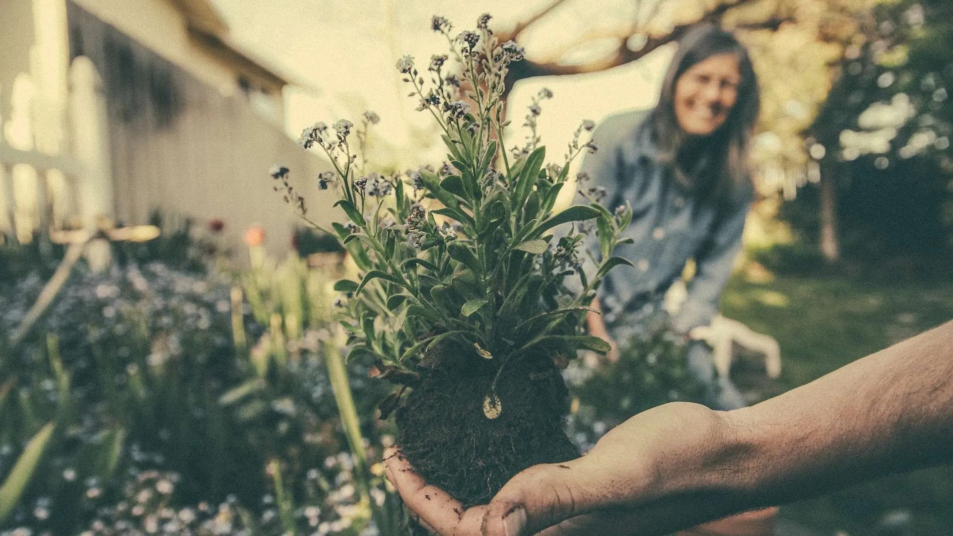 Garden plants