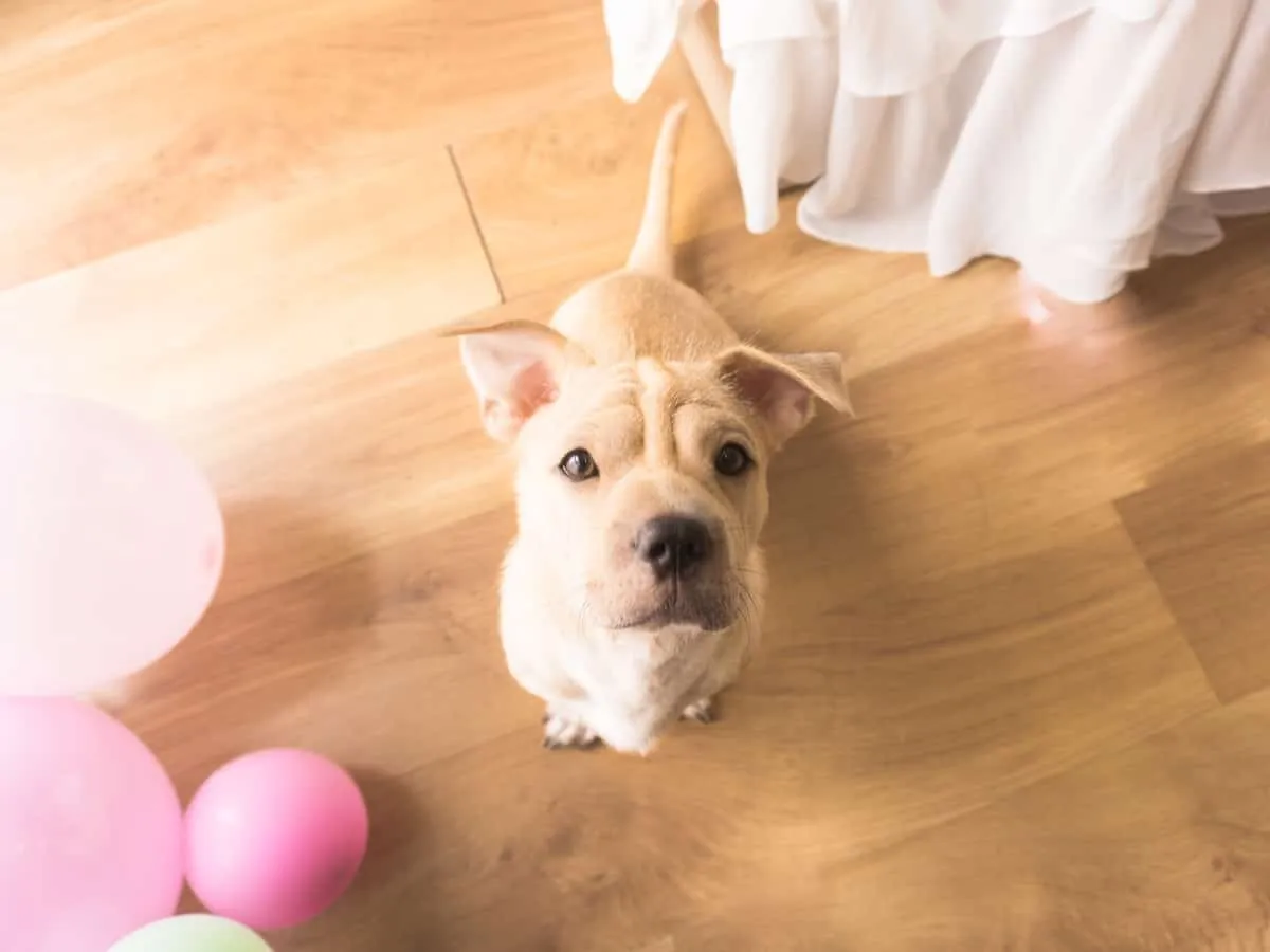 A cute puppy on a laminate floor