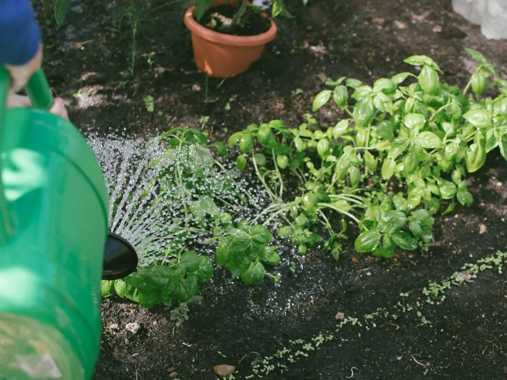 Watering a herb garden