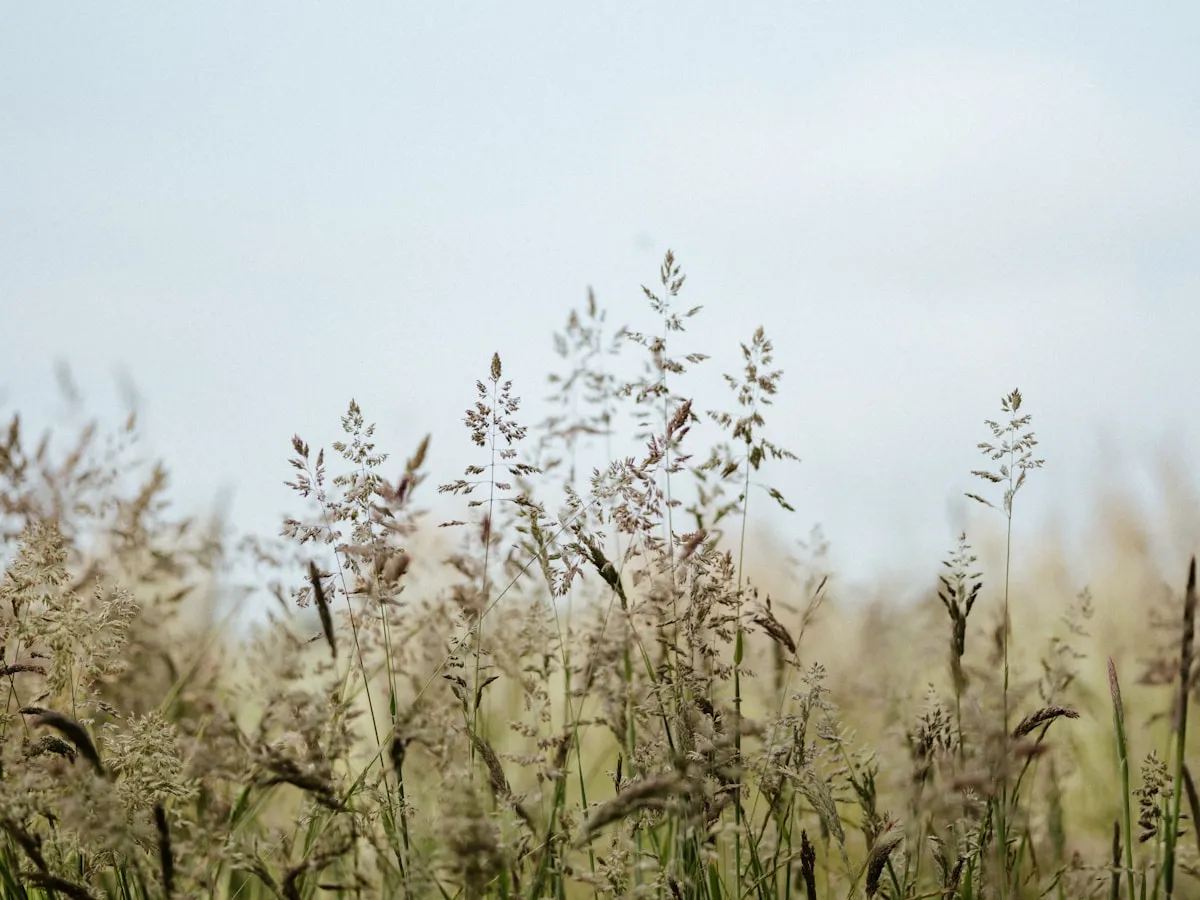 wild grass