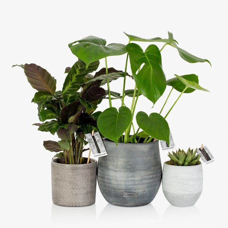 Set of 3 house plants