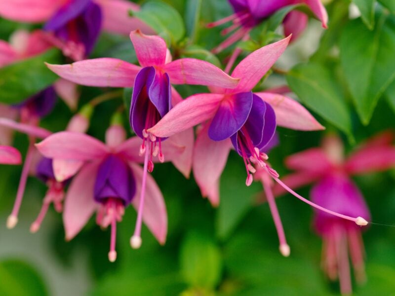 fuchsias