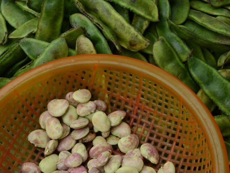 Freshly picked broad beans