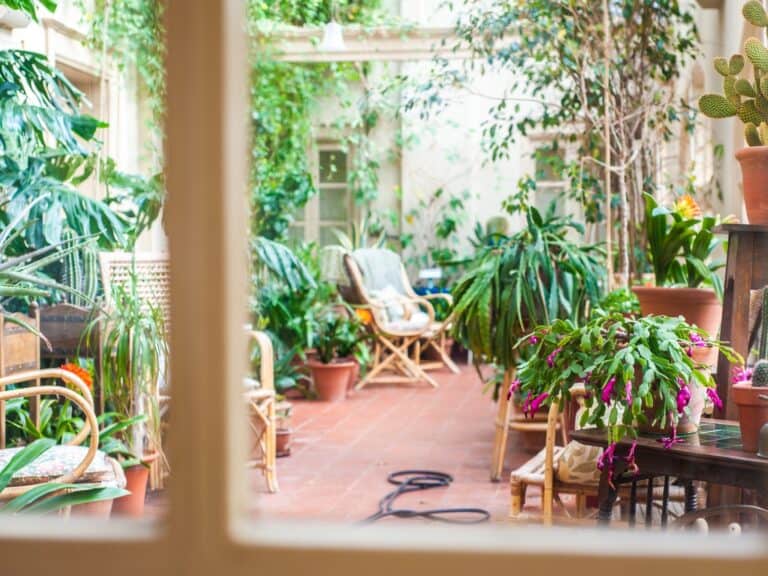 A conservatory full of plants