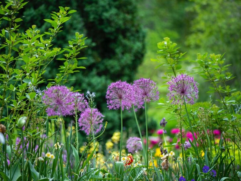 A dynamic garden full of colour