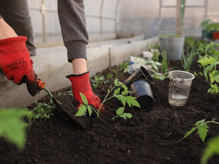 Planting seedlings in a bed of soil