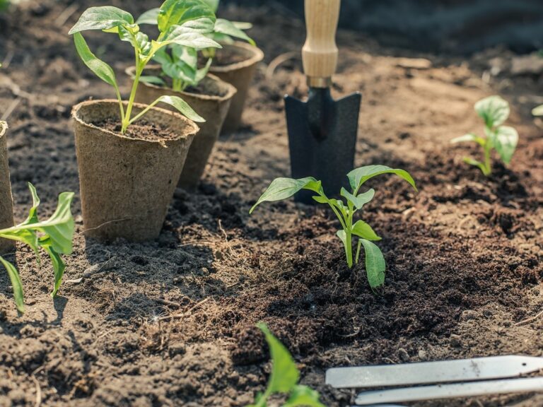 Planting seedlings outdoors