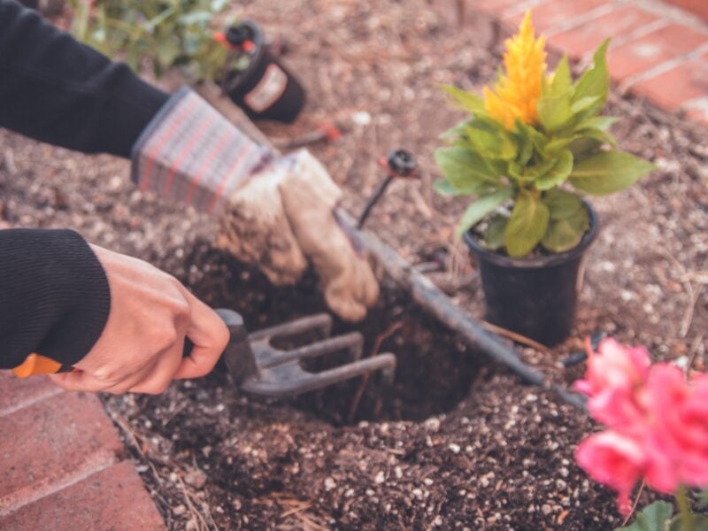 Spaced out planting