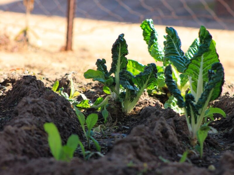 Growing spinach