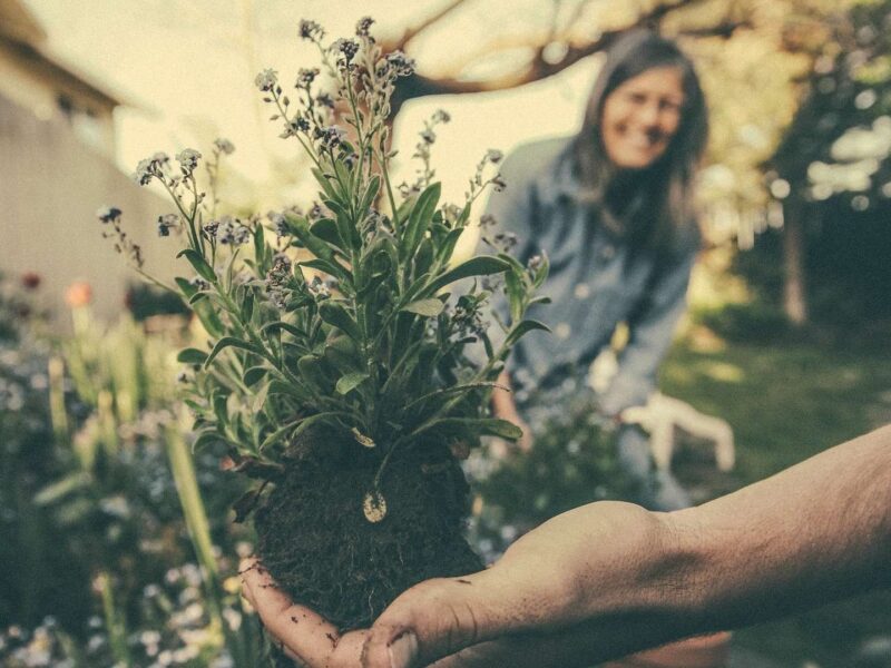 Planting