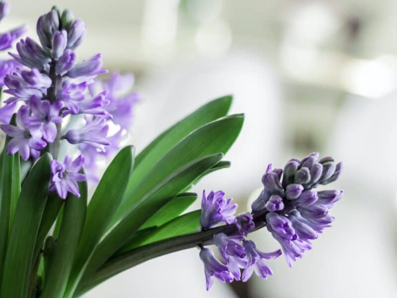 Hyacinth plant