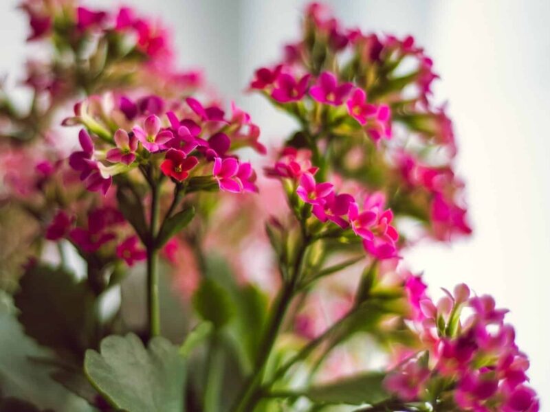 kalanchoe