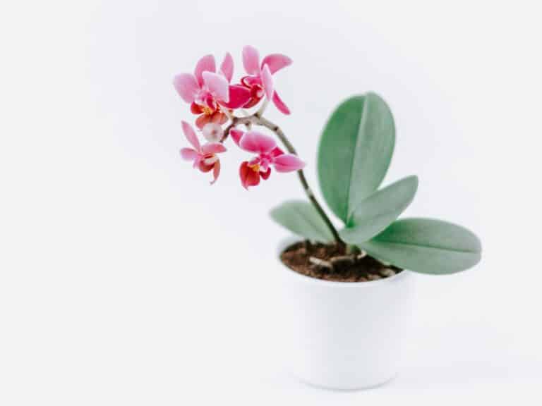 Orchid plant