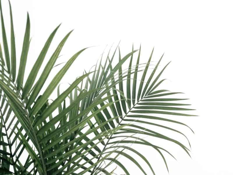 Palm plant