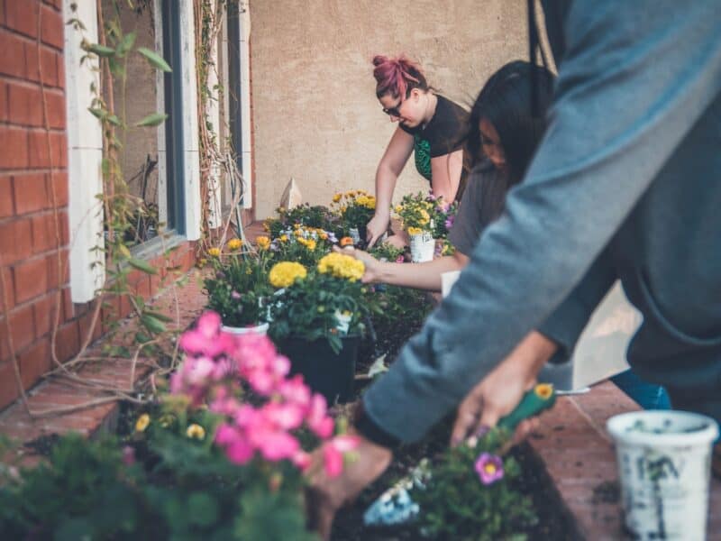 Maintaining window boxes