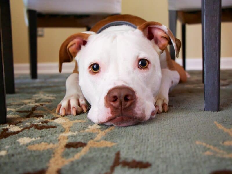 Dog laid on carpet