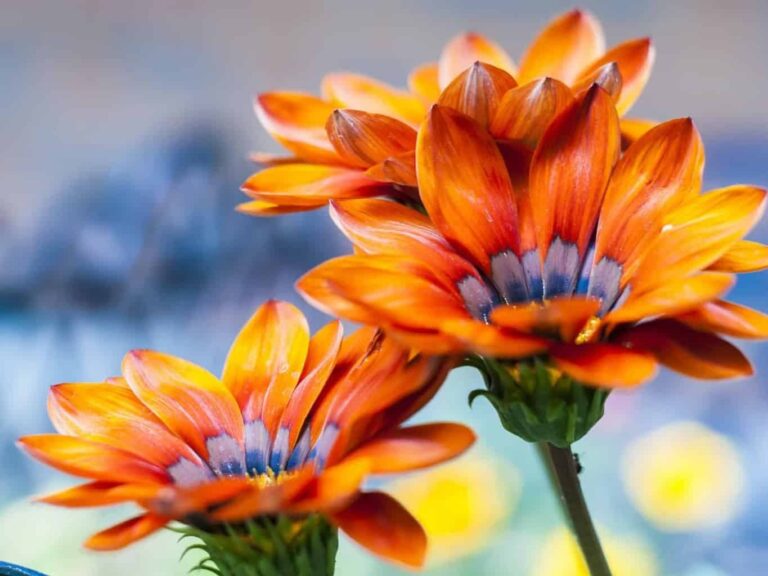 Brightly-coloured floewers