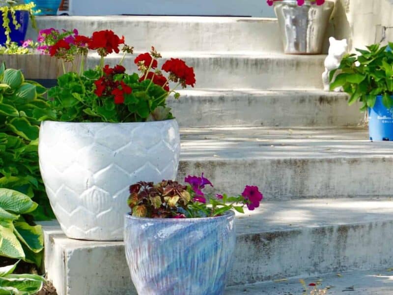 Ceramic flowerpots on steps